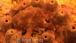 Where is the froggy? by Fred Lentz 